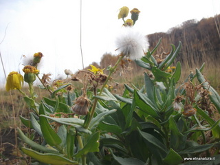 rra delle Concazze-01-01-2009 03-17-41
